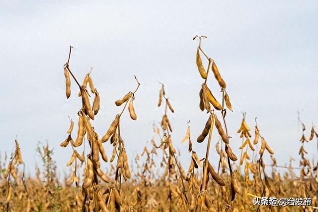 2024年玉米、大豆生产者补贴、耕地地力保护补贴最新消息！