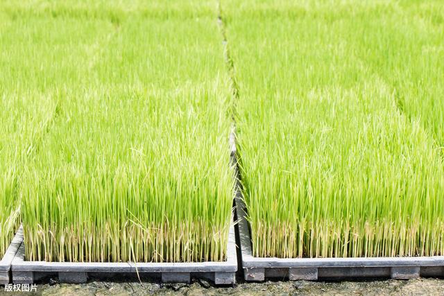 南方水稻的种植技术，有你不知道的，快来了解一下