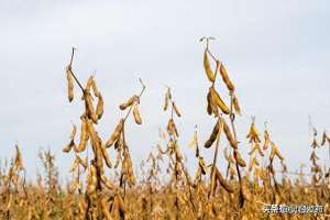 国家对于种植的补贴(2024年玉米、大豆生产者补贴、耕地地力保护补贴最新消息)