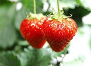 立体种植袋如何种(立柱种植、支架种植……草莓立体栽培模式，原来草莓还能这样种)