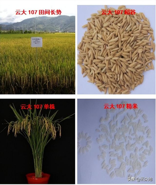 多年生稻：种一次每年收两季，每年收2000斤，长的已种了7年