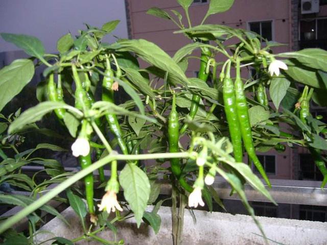 阳台种辣椒，有4个小技巧，枝叶更茂盛，结的辣椒多一倍！