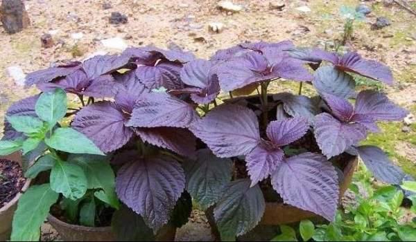 叶片紫亮带有容貌，阳台种点紫苏，绿植变“紫植”！