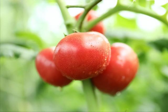 不想番茄越结越小，农户要做好2个方面，高产经验总结