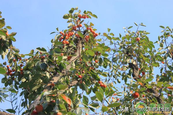 枣树的高产种植方法，建议农户收藏