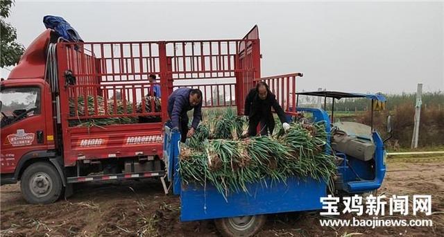 宝鸡凤翔：钢葱成为农民致富好产业