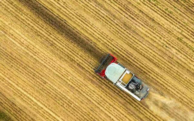 图话丨夏县：家庭农场18个优质高产品种小麦抢收忙