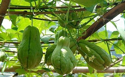 佛手瓜，喂猪优质高产饲料作物，怎么种植？告诉你详细的种植技术