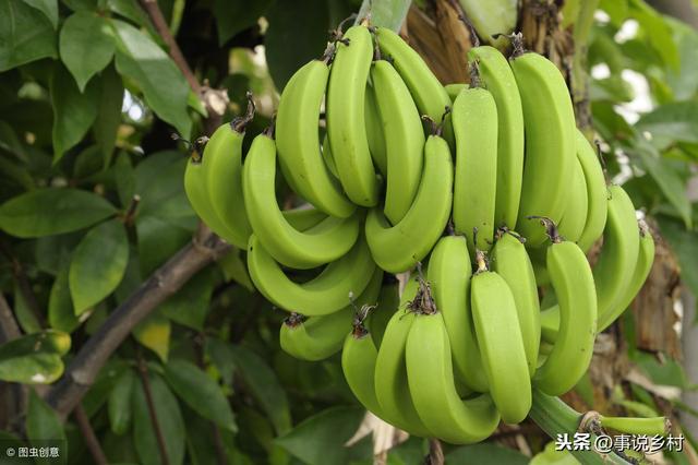 农业种植技巧：实用的香蕉种植方法，以及各时期香蕉树生长的管理