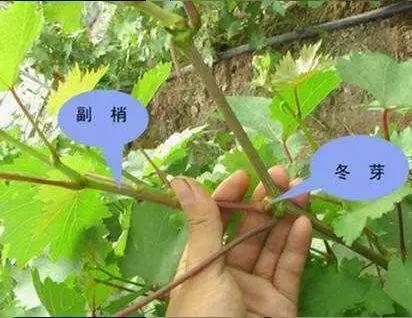 专家教你葡萄种植基本知识，实用扫盲贴！