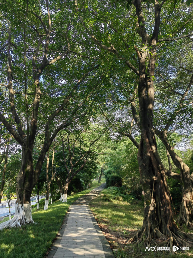 广东城市绿化适用树种名录公布！74种为国家保护野生植物