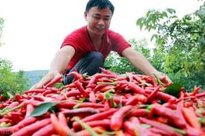 种植辣椒一亩利润多少(30亩辣椒地，挣了10万元这位新疆辣椒种植户，“甜”开了花)