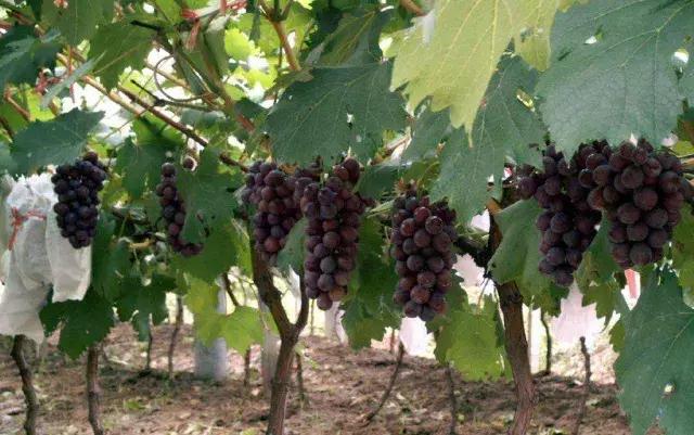 经典葡萄品种夏黑（含全套栽培技术）