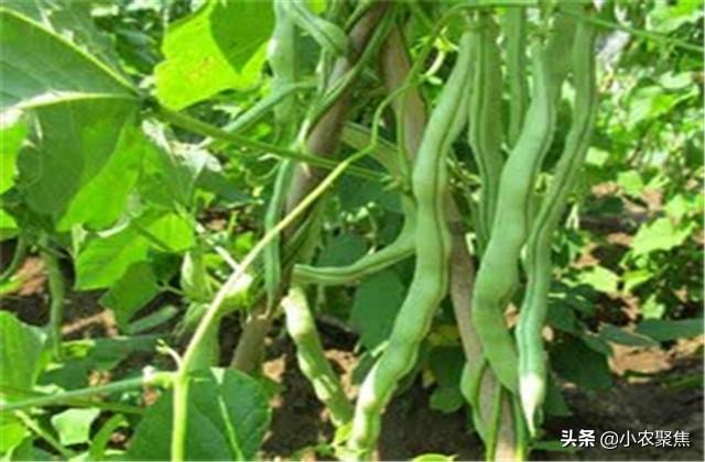 关于芸豆种植要点，技术流程，不妨一看