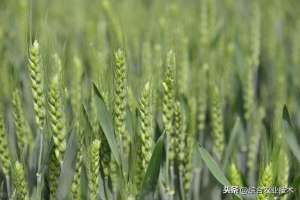 小麦种植视频(小麦种植技术)