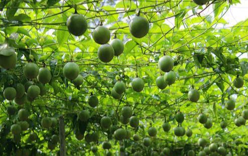 西番莲高产栽培技术，预防措施，加强栽培管理，有效提高果实率