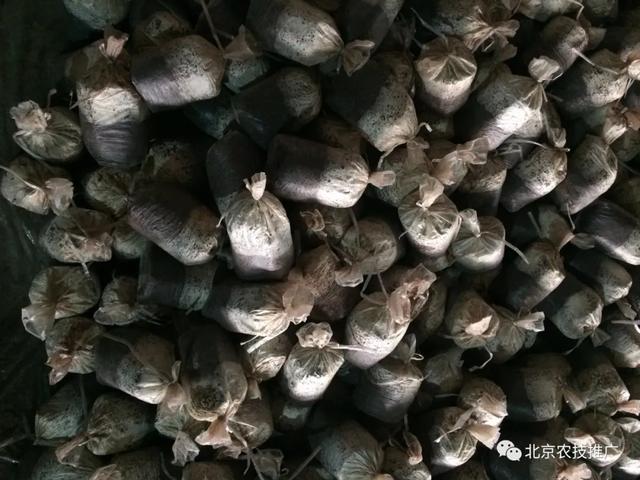 春季食用菌系列——茶树菇栽培管理技术