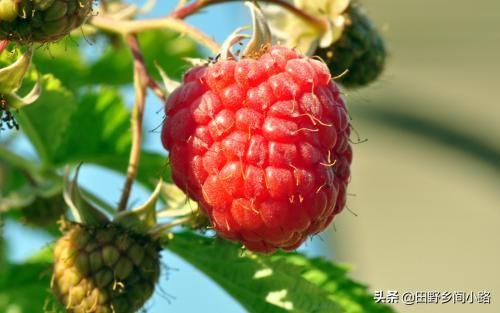 山莓的种植方法以及注意事项