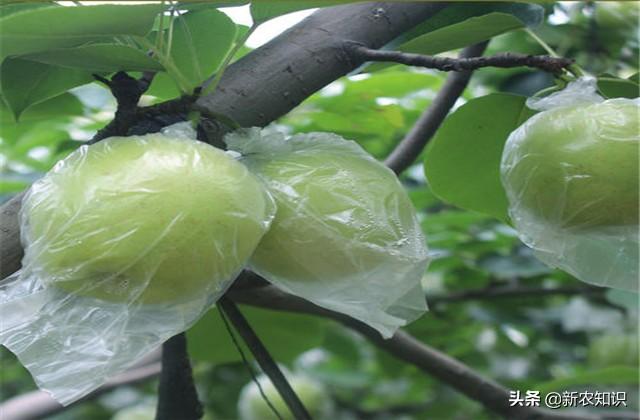 新农知识——翠玉梨果实一次套袋主要栽培技术
