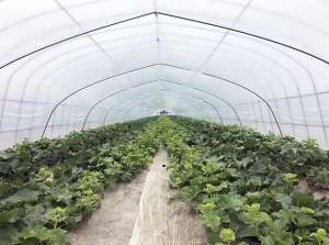 大棚香瓜种植利润(亩产值22万，还省人工这种甜瓜种植模式不得了)