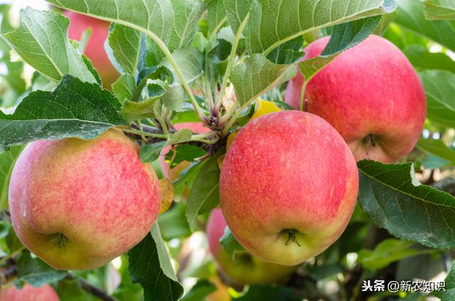 苹果清脆甘甜，柔嫩肌肤，掌握苹果种植技术要求，种出优质苹果来