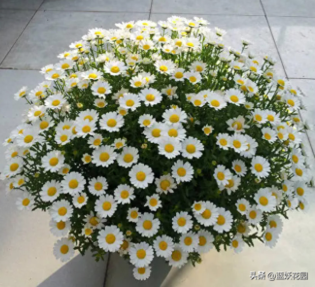 花量超大还特别好养的白晶菊，给点阳光就灿烂，文艺清新田园风