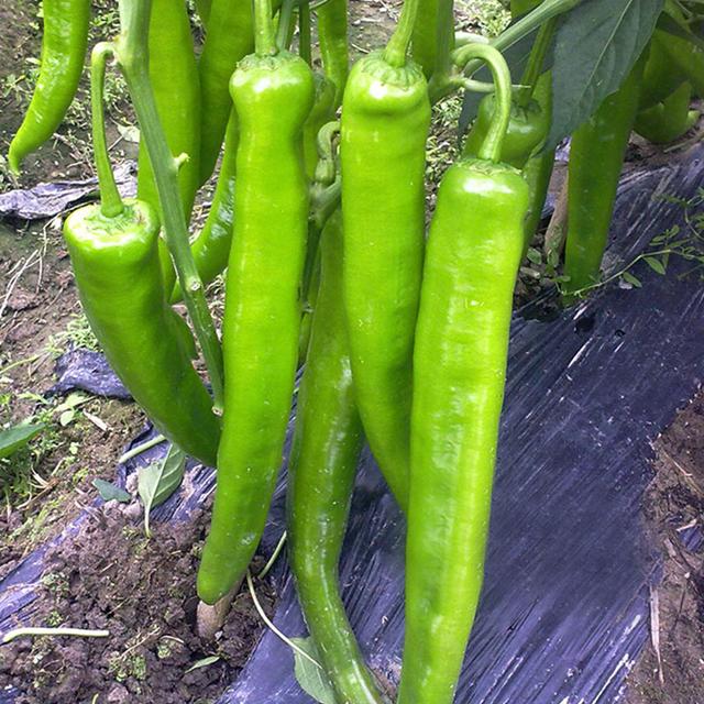 农村种辣椒，羊角椒试种下，果长、香辣又抗病，亩产3000公斤左右