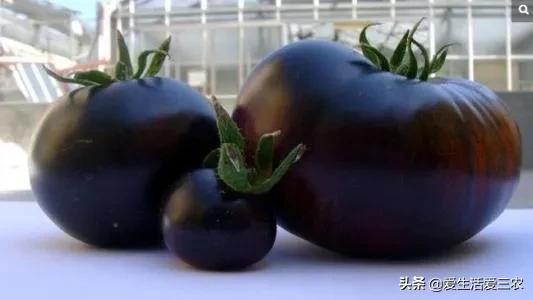 番茄中的贵族——黑番茄，卖价高种植简单，农村致富好门路！