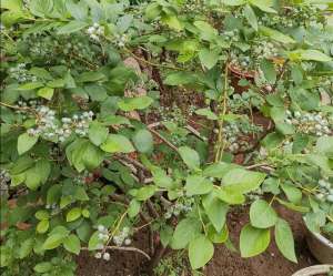 吉林省蓝莓苗种植(北方院子里，也能地栽蓝莓，做好这些细节，果实挂满枝头)