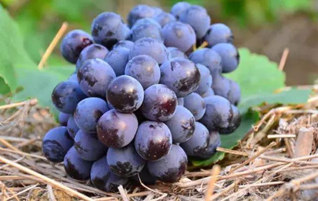经典葡萄品种夏黑（含全套栽培技术）