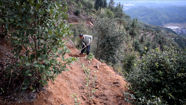农民大哥种植了20亩的山茶油基地，一年会有多少的收入，你信吗？