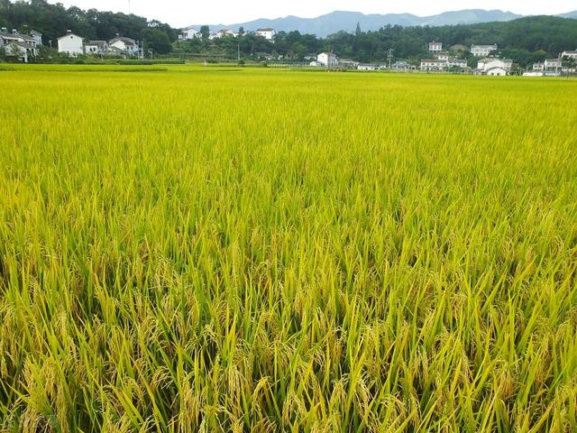 好种育壮秧，壮秧一半谷！这种高产水稻育秧方法，你见过吗？