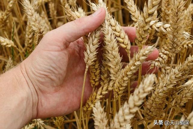 小麦种植区划与品种布局