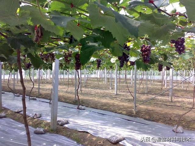 “葡萄温室”的种植技术要点