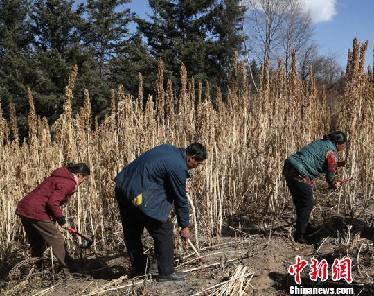 甘肃甘南首次引进藜麦种植 “洋庄稼”拓藏区民众致富路