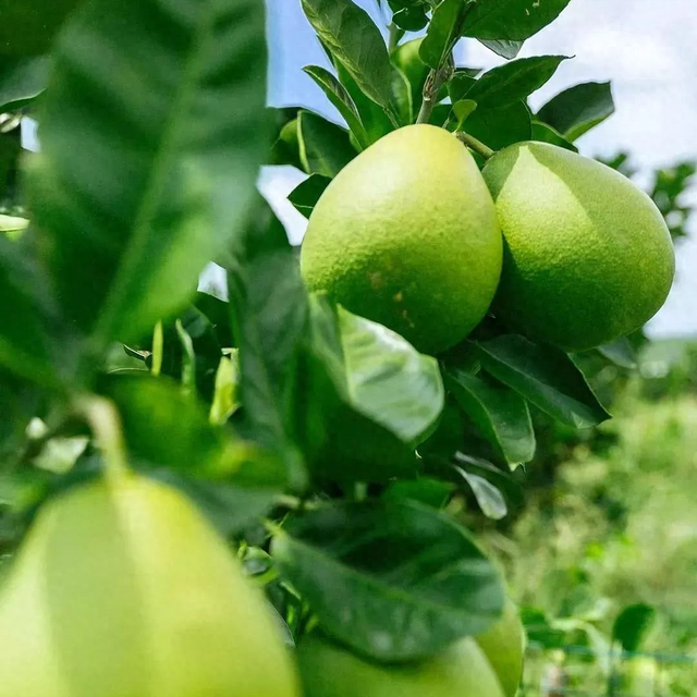 2023年江西省主推技术：井冈蜜柚提质增效栽培技术