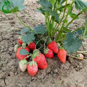 南方草莓种植技术(南方地区大棚草莓良种选择 大棚草莓丰产种植技术)