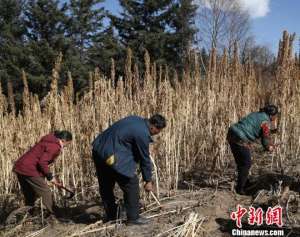 藜麦在中国的种植(甘肃甘南首次引进藜麦种植 “洋庄稼”拓藏区民众致富路)
