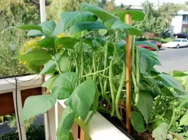 阳台上能养花就能种菜，这“38种菜”种起来，吃都吃不完