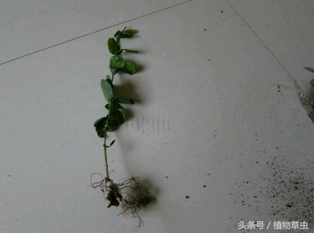 新买的茉莉花裸根没带泥，对于裸根茉莉花，怎样种植养护？