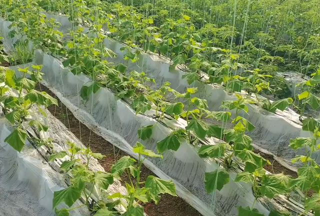夏季种黄瓜高产管理，不想根系越长越弱，2个方法很实用