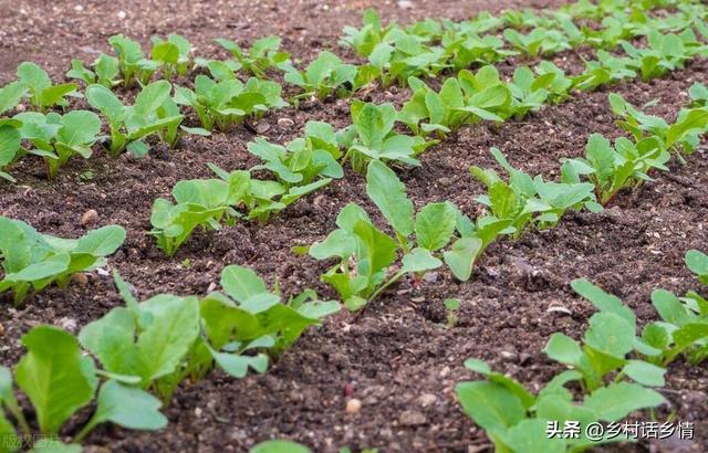 种植大白菜和萝卜，为啥要选择在下午或傍晚播种？早上播种会咋样
