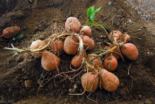 甘薯高效栽培技术，做好苗期管理和病虫害防治，确保甘薯优质增产