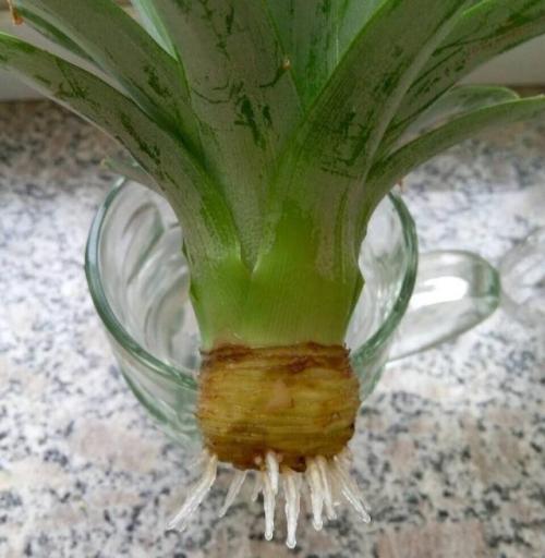 吃菠萝，“菠萝头”泡水里，3周长根变漂亮盆栽，结出大果子来