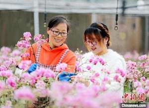青岛花卉种植基地(山东青岛：花卉产业盛放“美丽经济”)