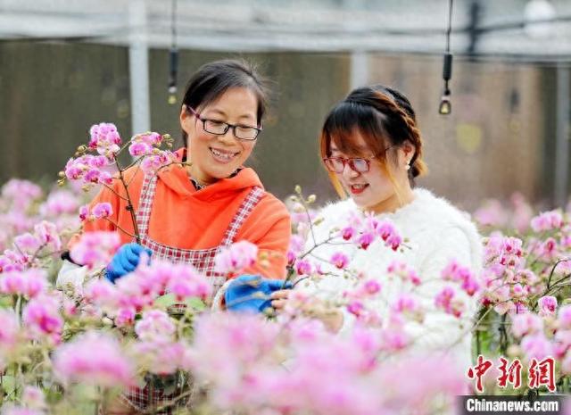 山东青岛：花卉产业盛放“美丽经济”