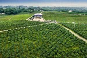 江津花椒种植基地(江津区全力打造全国重要的花椒集散地和交易中心)
