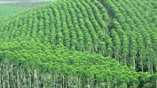 广西来宾开始种植油茶树了，不再热衷种植桉树了，哪种效益好？