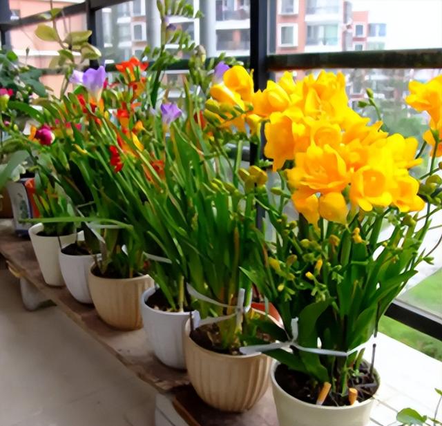 中国“最香”的20种花，有院子必养，一棵满院飘香，不信养养试试