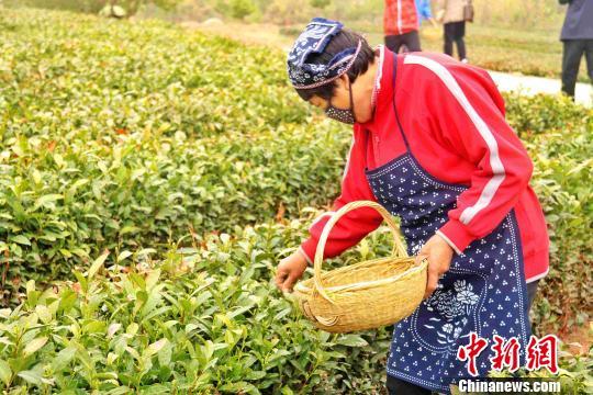 中国茶产量达261万吨居世界第一 占全球产量45%